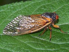 Sound of the cicada. Ekran Görüntüsü 1