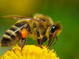 Sonido de la abeja poster