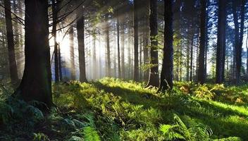 Sonidos de la Naturaleza para Dormir. poster