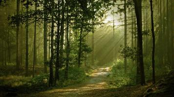 Sonidos de la Naturaleza para Dormir. تصوير الشاشة 1