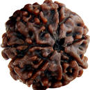 Rudrakshas APK