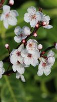 3 Schermata Carta daparati delle primavere