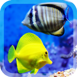 Colorful Fishes Live Wallpaper icône