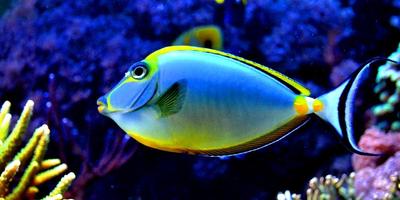 Colorful Fishes Live Wallpaper پوسٹر