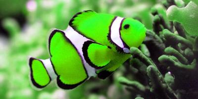 1 Schermata Colorful Fishes Live Wallpaper