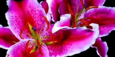 Beautiful Flowers LWP 截图 1