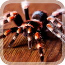 Big Spiders Live Wallpaper APK