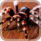 Big Spiders Live Wallpaper icône