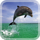 Dolphins Live Wallpaper icône