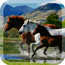 Horses Live Wallpaper APK