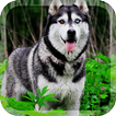 ”Husky Dogs Live Wallpaper