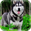 Husky Dogs Live Wallpaper