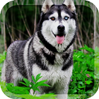 Husky Dogs Live Wallpaper アイコン