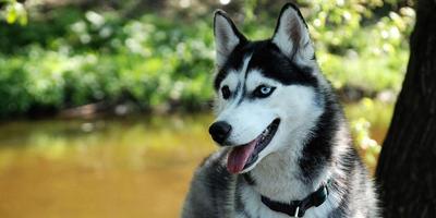 Husky Dogs Live Wallpaper bài đăng