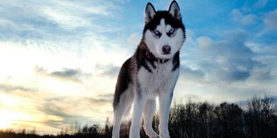 Husky Dogs Live Wallpaper 스크린샷 1