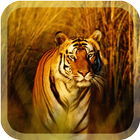 Wild Tigers Live Wallpaper icône