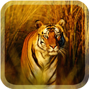 Wild Tigers Live Wallpaper APK