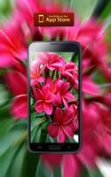 Flower  Wallpapers постер