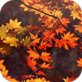 Autumn Wallpapers
