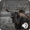 Moose Sounds