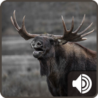 Moose Sounds icône