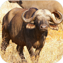 Buffalo Sounds APK