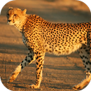 Cheetah Sounds APK