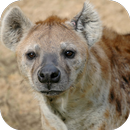 Hyena Laughing Sounds APK