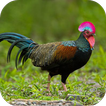 ”Junglefowl Sounds