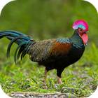 آیکون‌ Junglefowl Sounds