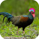 Junglefowl Sounds icono