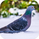 Pigeon Sounds APK