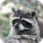 Raccoon Sounds icon