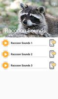 Raccoon Sounds-poster