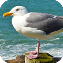 Seagull Sounds APK