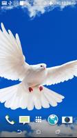 Beautiful Doves Wallpaper poster