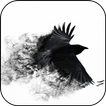 Black Crow 3D Wallpaper