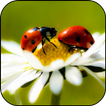 Ladybug HD Wallpaper