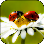 Ladybug HD Wallpaper simgesi