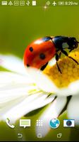 Ladybug HD Wallpaper-poster