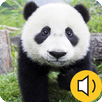 Animal Sound And Name For Kids APK