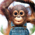 Monkey Wallpaper HD