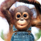 Monkey Wallpaper HD icône