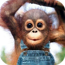 Monkey Wallpaper HD APK