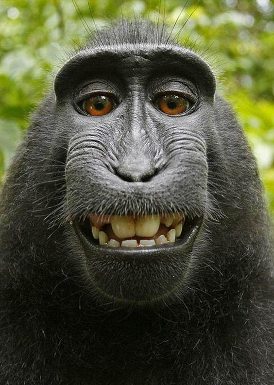 Monkey Wallpaper HD APK للاندرويد تنزيل Monkey Wallpaper HD APK للاندرويد تنزيل
