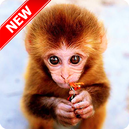 Monkey Wallpaper APK  for Android – Download Monkey Wallpaper APK Latest  Version from 