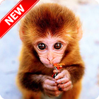 Monkey Wallpaper icon