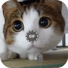 Cats Gifs ไอคอน