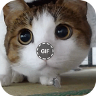 Gify z koty ikona