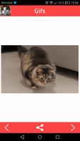 Cats Gifs syot layar 1